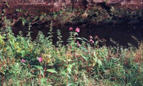 Wildflowers grow alongside a narrow stream.
