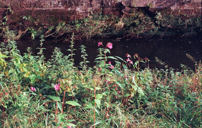 Wildflowers grow alongside a narrow stream.