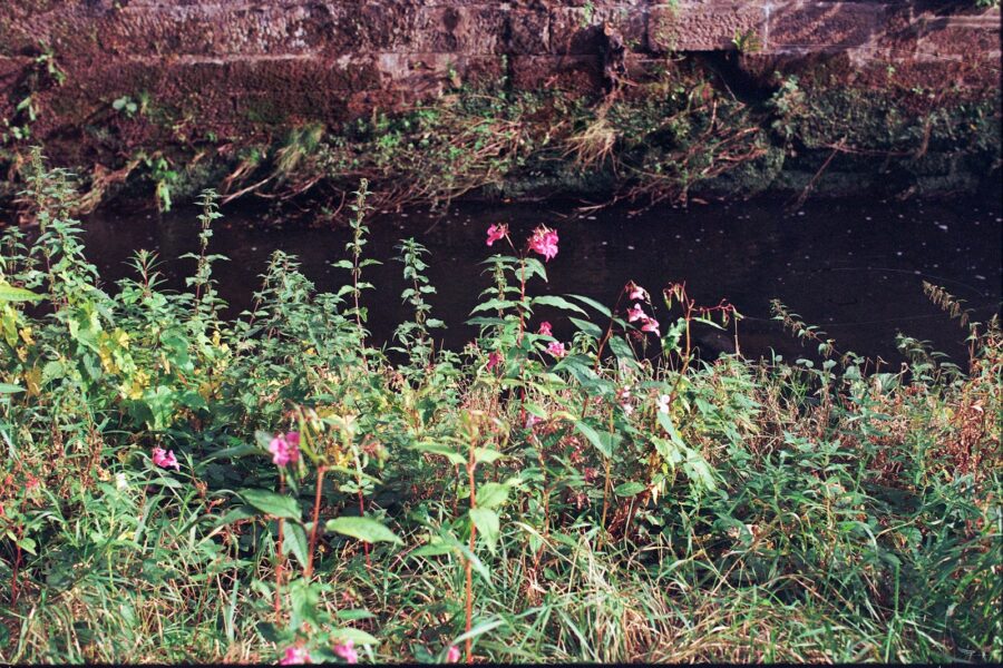 Wildflowers grow alongside a narrow stream.