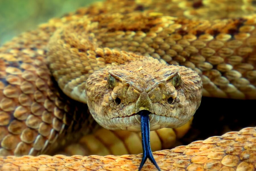 brown snake on brown soil