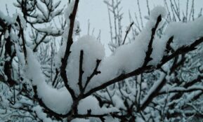 snow covered tree branches during daytime