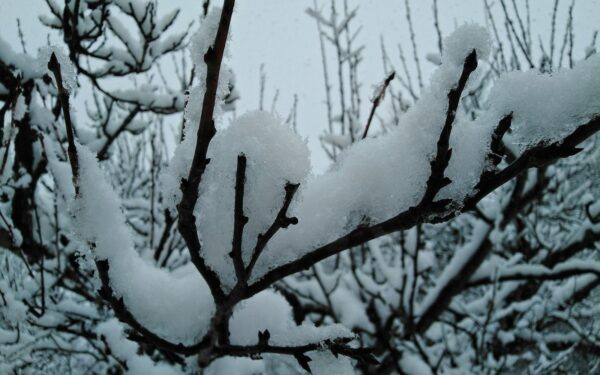 Žiemą sodininkai tingi, o kenkėjai tyko: pasakė, kaip juos sunaikinti dar prieš pavasarį