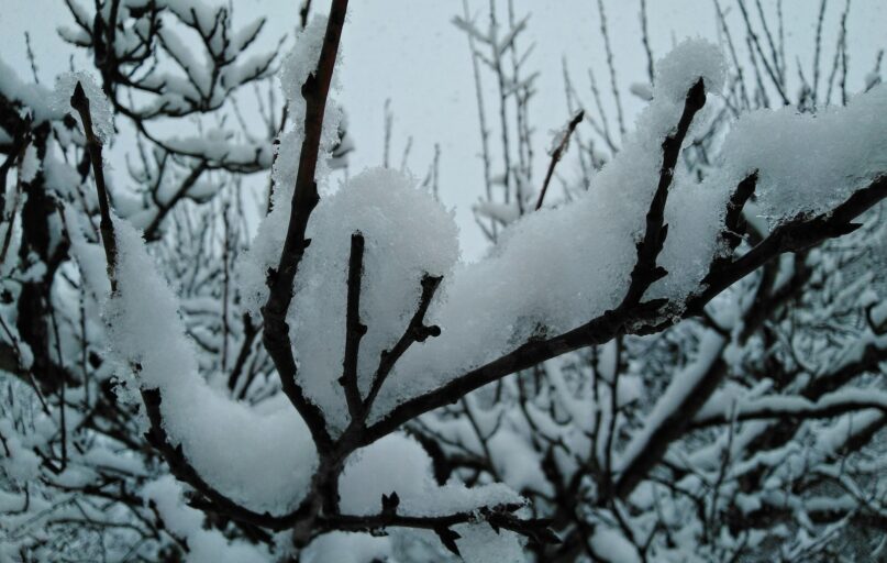 snow covered tree branches during daytime