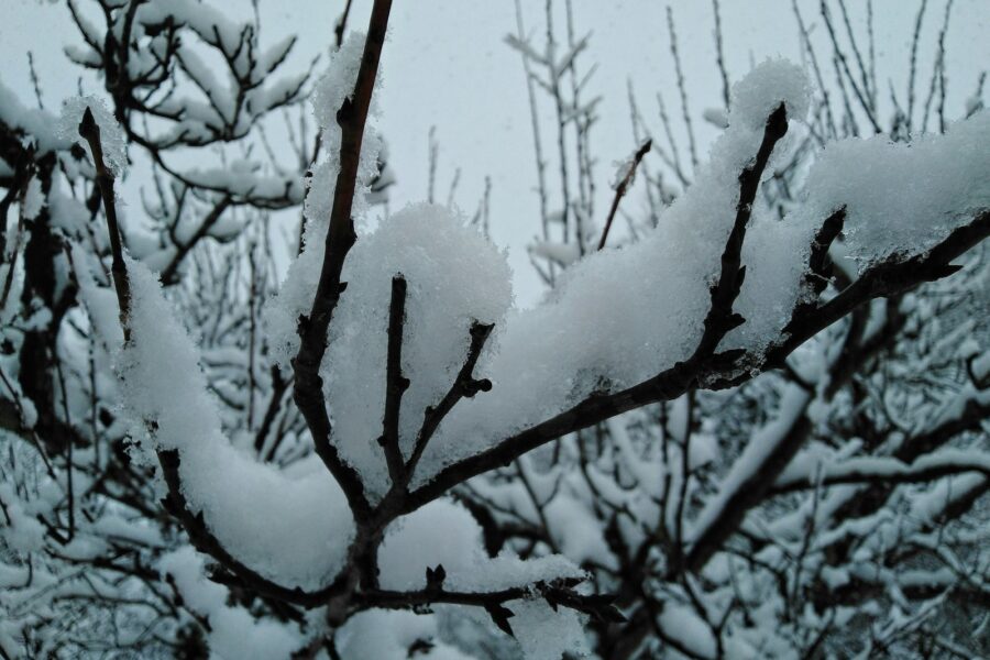 snow covered tree branches during daytime