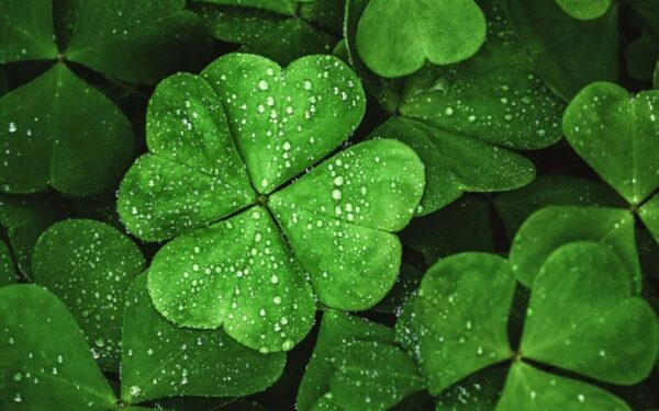 Pirmadienio gero pranašystė: sužinokite, kurių ženklų norus šiandien išpildys gamtos pasiuntiniai