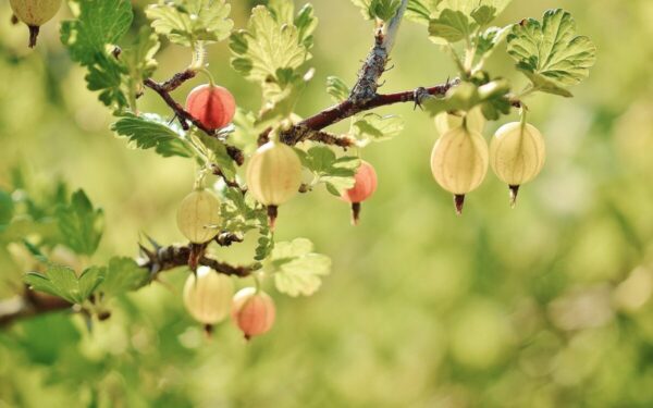Ši agrastų veislė palengvina derliaus rinkimą: sužinokite, kodėl verta rinktis „Captivator“