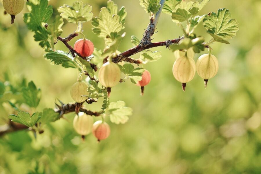 gooseberry, fruits, tree, european gooseberry, branch, shrub, plant, flora, nature, garden, closeup, gooseberry, gooseberry, gooseberry, garden, garden, garden, garden, garden