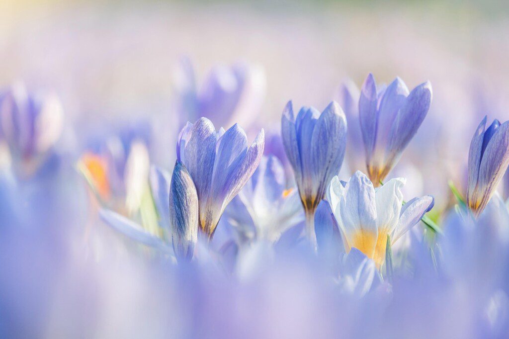 crocuses, flowers, flower background, plants, beautiful flowers, purple flowers, petals, flower wallpaper, bloom, spring flower, beginning of spring, early bloomer, harbinger of spring, spring blossoms, spring awakening, nature