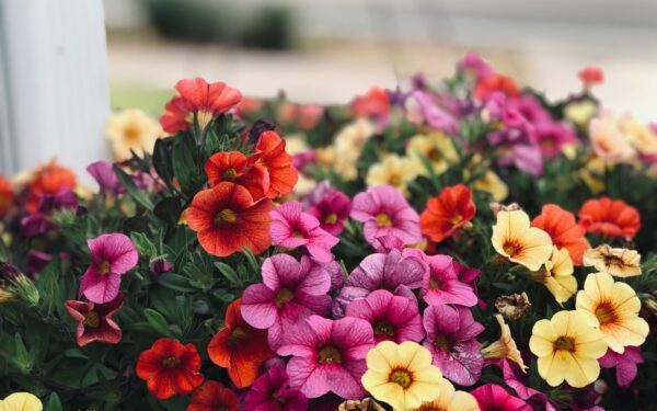 Kada sėti petunijas ir surfinijas, kad žydėtų visą vasarą? Įvardinti svarbiausi terminai ir klaidos