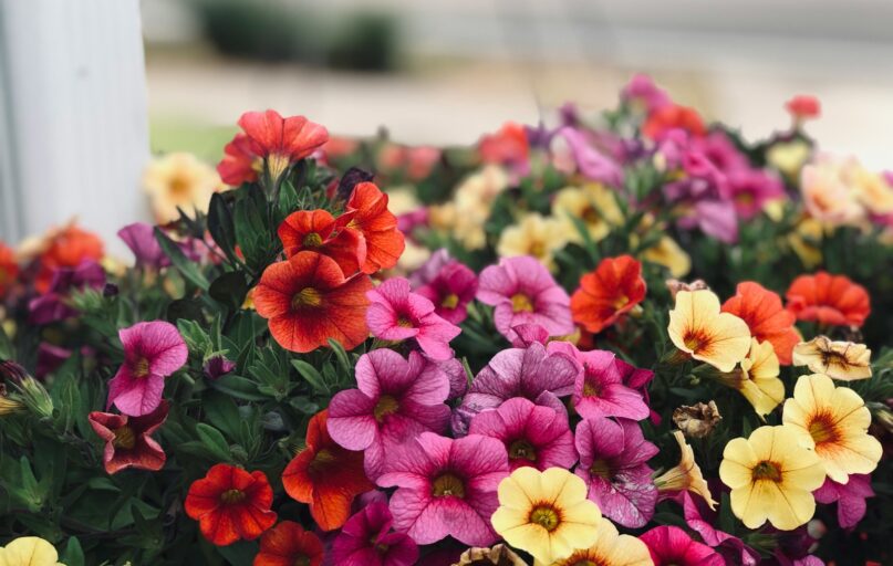 selective focus photography of multicolored flowers