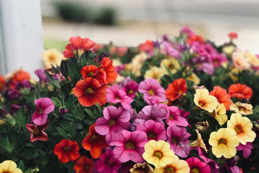 selective focus photography of multicolored flowers