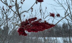 a bunch of red berries hanging from a tree