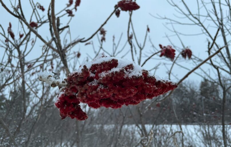 a bunch of red berries hanging from a tree