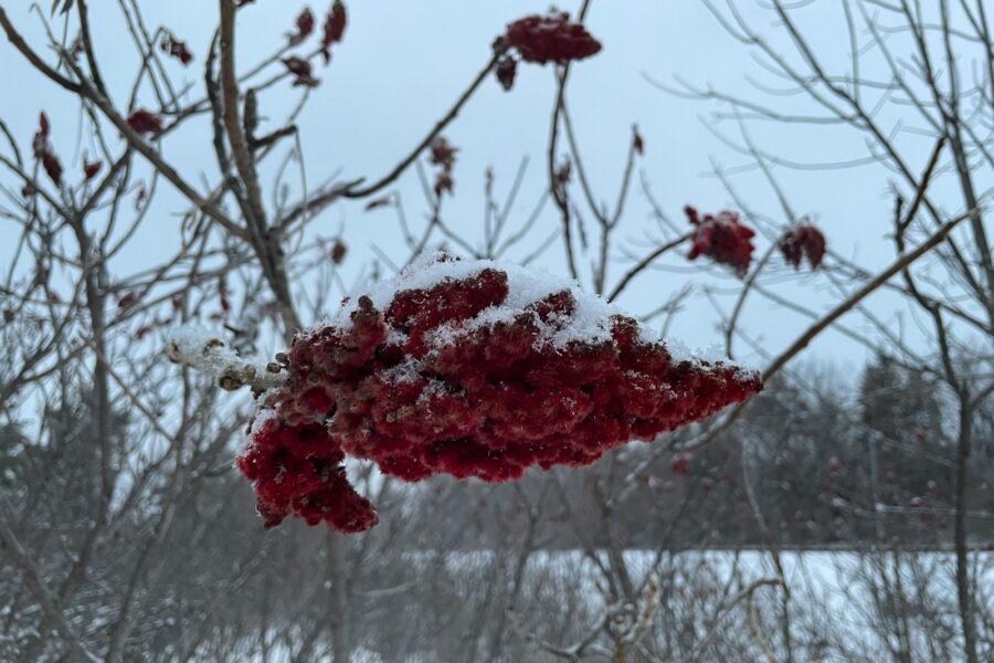 a bunch of red berries hanging from a tree