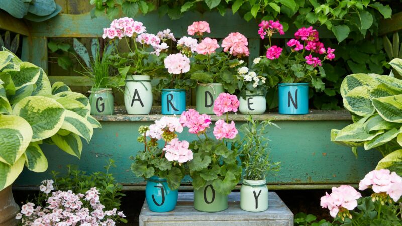 Tai tikras auksas: pasakė, ką daryti su pelargonijų ūgliais, kad gėlės žydėtų kaip pašėlusios
