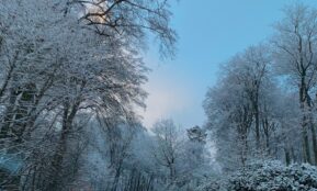 road surrounded with trees during winter