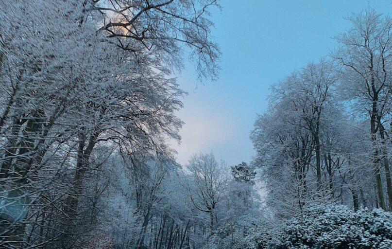 road surrounded with trees during winter