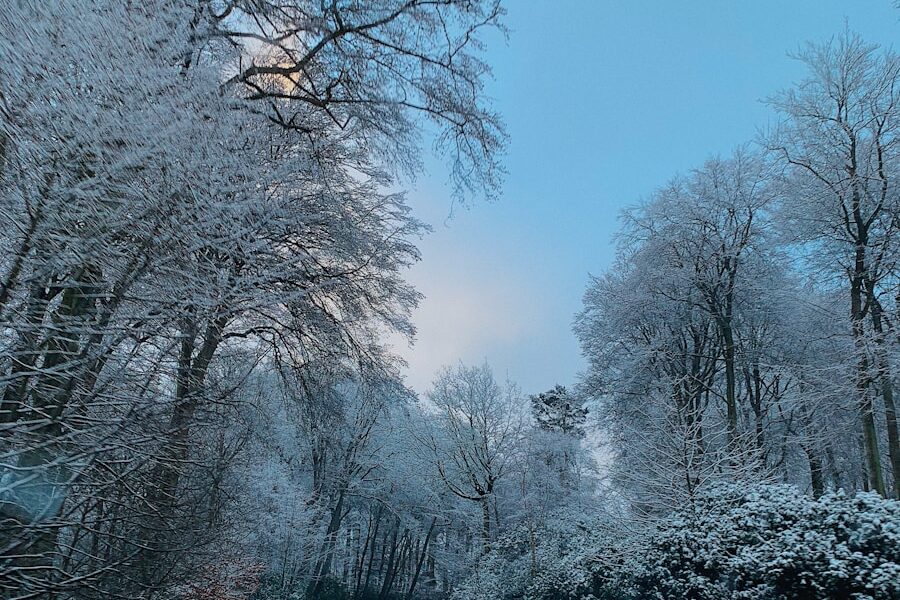 road surrounded with trees during winter