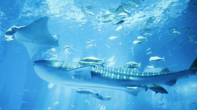 Mokslininkai šokiruoti: Ispanijoje pakrantėje rastas itin retas giliavandenis ryklys drakonas