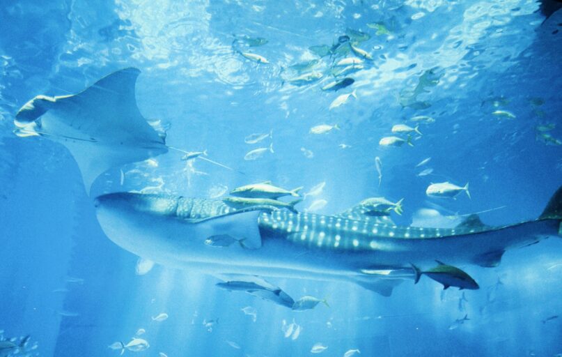 A manta ray swimming in the ocean