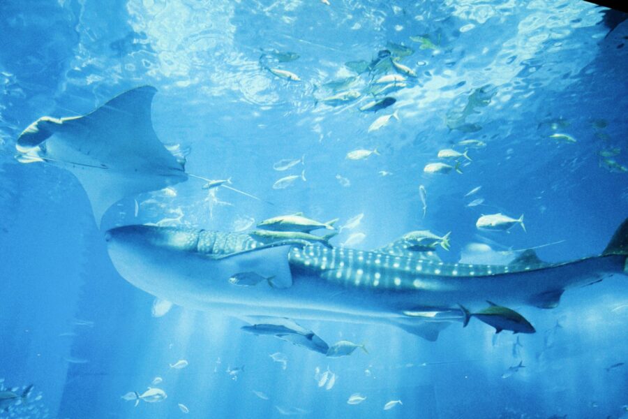 A manta ray swimming in the ocean