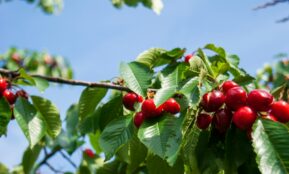red round fruits on green tree during daytime