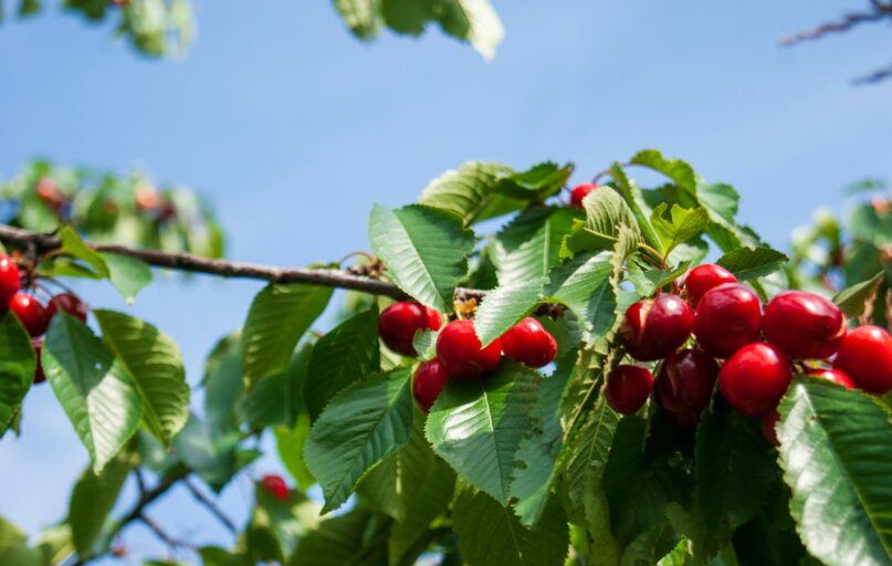 red round fruits on green tree during daytime