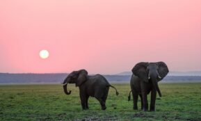 two grey elephants on grass plains during sunset
