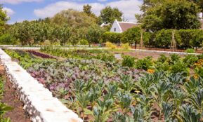 green plants on the side of the road