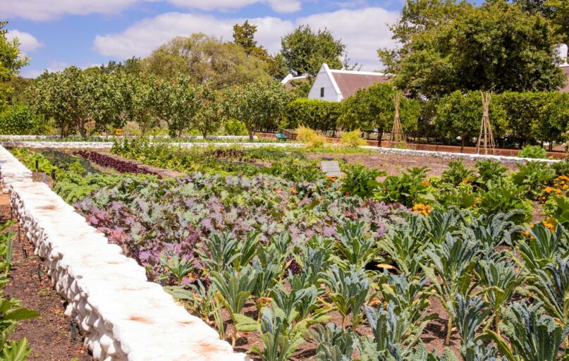 green plants on the side of the road