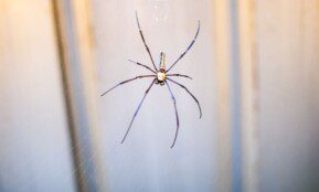 Kai pamatysite vorą namuose, neužmuškite jo! Atėjo laikas panaudoti 3 komponentų purškiklį