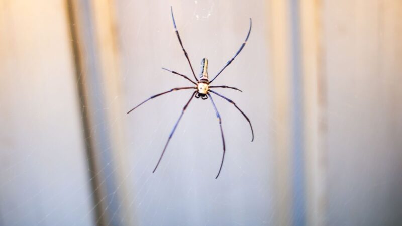 Kai pamatysite vorą namuose, neužmuškite jo! Atėjo laikas panaudoti 3 komponentų purškiklį