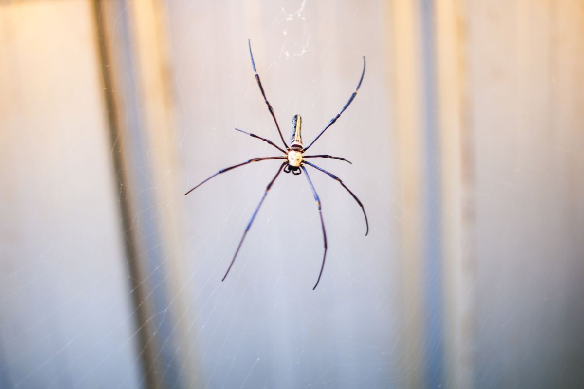 Kai pamatysite vorą namuose, neužmuškite jo! Atėjo laikas panaudoti 3 komponentų purškiklį