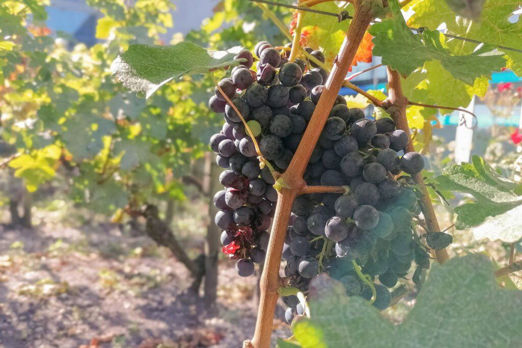 Kaip genėti vynmedžius žiemą?