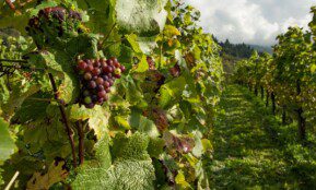 Kaip genėti vynmedžius žiemą, kad derlius būtų gausus ir saldus