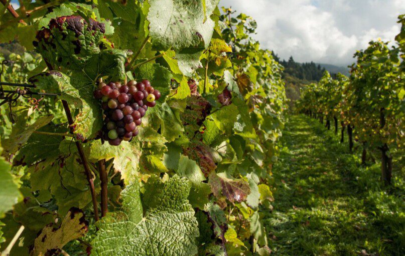 Kaip genėti vynmedžius žiemą, kad derlius būtų gausus ir saldus