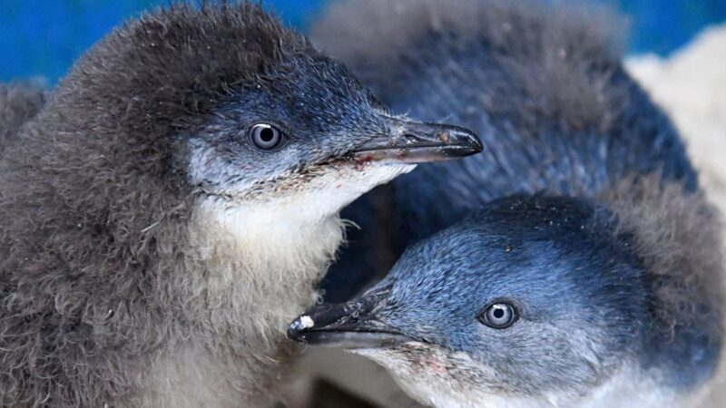 Tyrimas kelia nerimą: klimato kaita Antarktidoje keičia pingvinų elgesį
