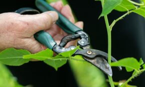 a person holding a pair of pliers to a plant