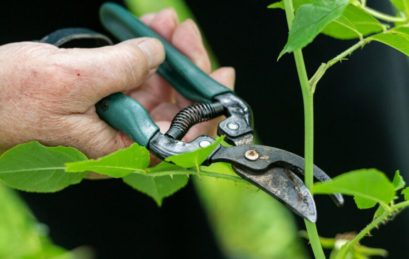 a person holding a pair of pliers to a plant