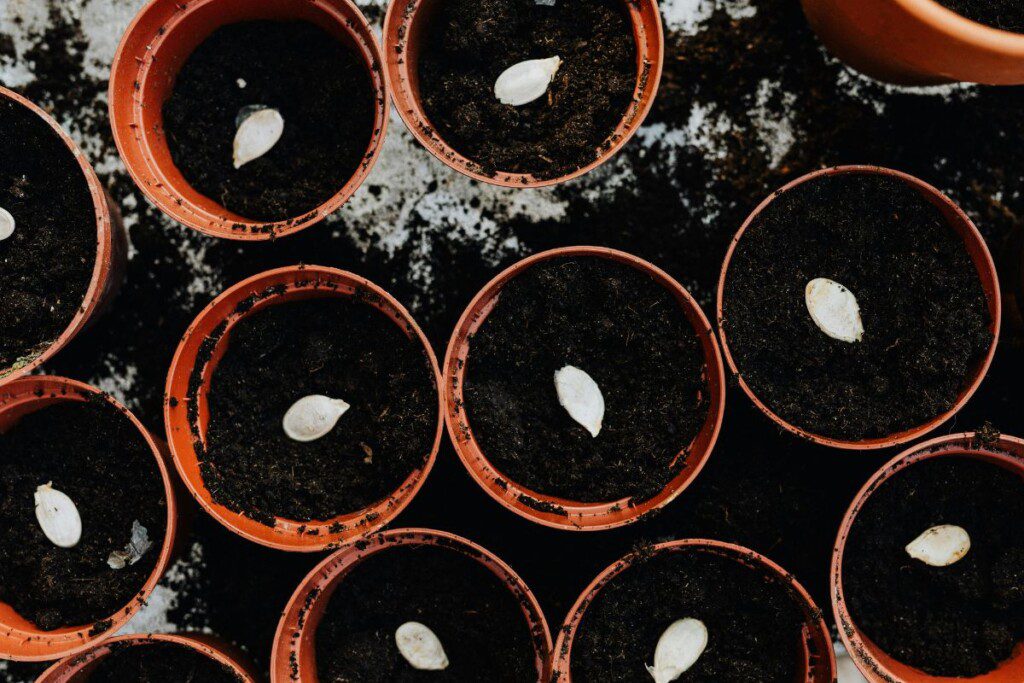 Kodėl stratifikacija pagerina daigumą?