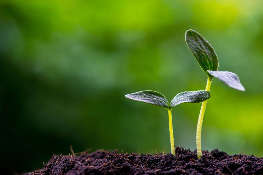 Kokios sėklos tinka sėjai buteliuose?