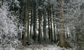 a forest of trees covered in snow