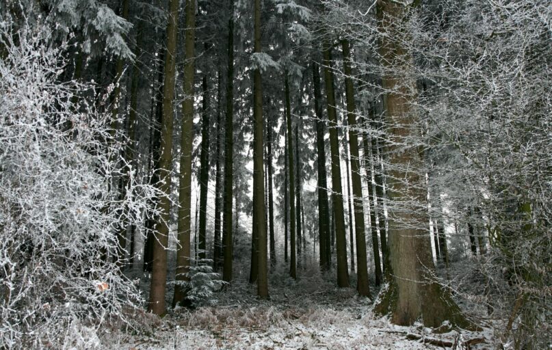 a forest of trees covered in snow