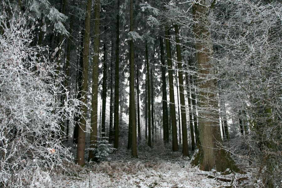 a forest of trees covered in snow
