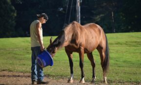 a person with a bucket and a horse