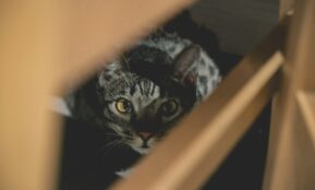 a cat looking through a hole in a wall