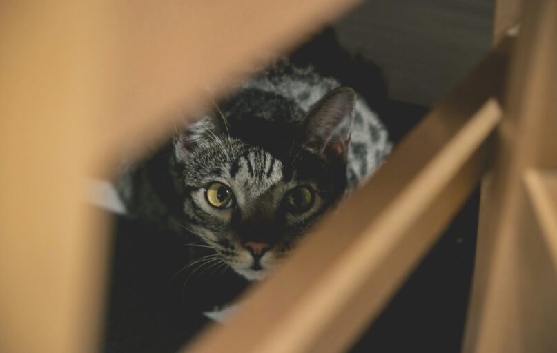 a cat looking through a hole in a wall
