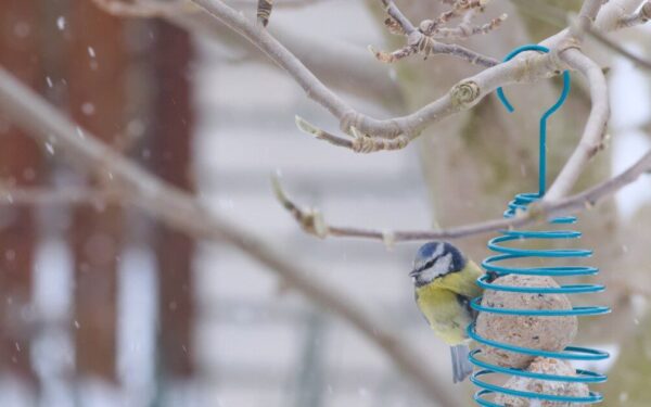 Ar vietoj šilumos sulauksime žiemos? Sinoptikė siunčia įspėjimą, jau galime ruoštis