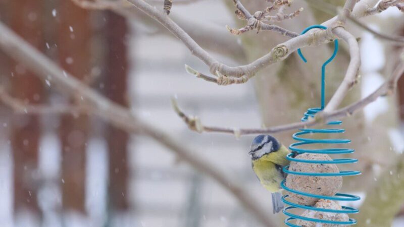 Ar vietoj šilumos sulauksime žiemos? Sinoptikė siunčia įspėjimą, jau galime ruoštis