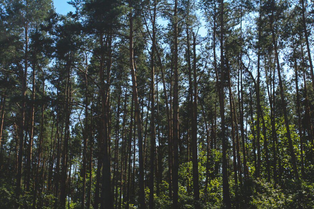 Miško kirtimai 100 metrų atstumu nuo miestų